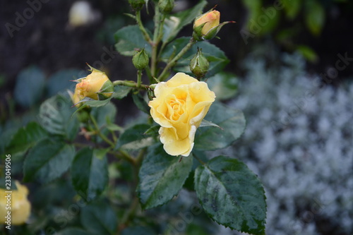 Fototapeta Naklejka Na Ścianę i Meble -  The smell of rose is yellow in the summer garden