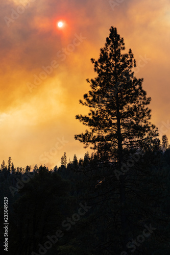 Destruction in Paradise  California Wildfire 
