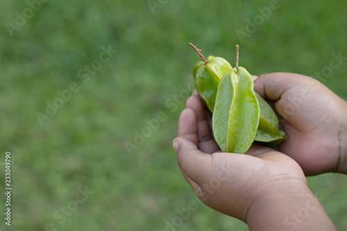 Hand holding star-apple fruit with green fresh natural background