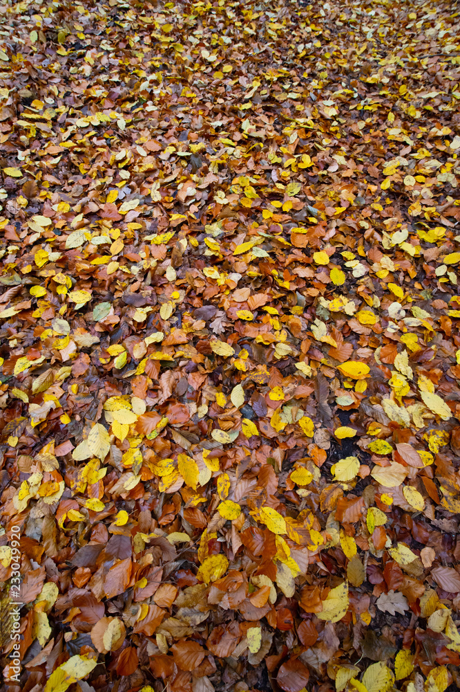 texture of autumnal colored beech leaves fallen on the forest floor texture of autumnal colored beech leaves fallen on the forest floor