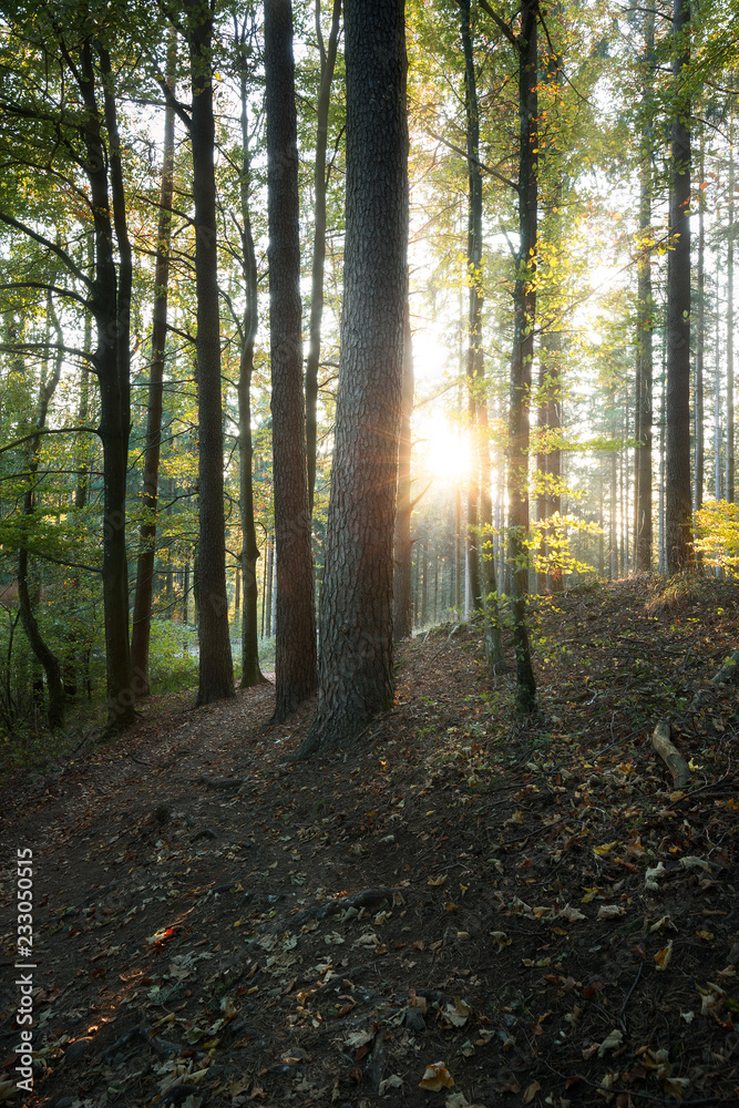 Herbstwald im Schwarzwald Herbstwald im Schwarzwald