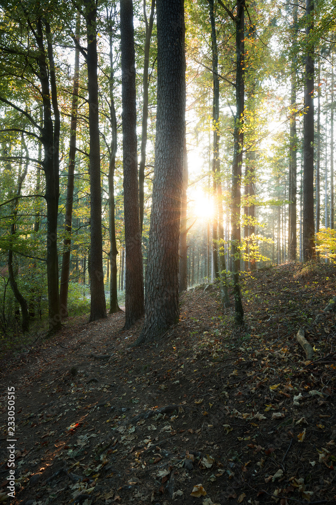 Herbstwald im Schwarzwald