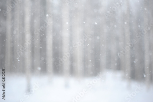 Snowing in the forest