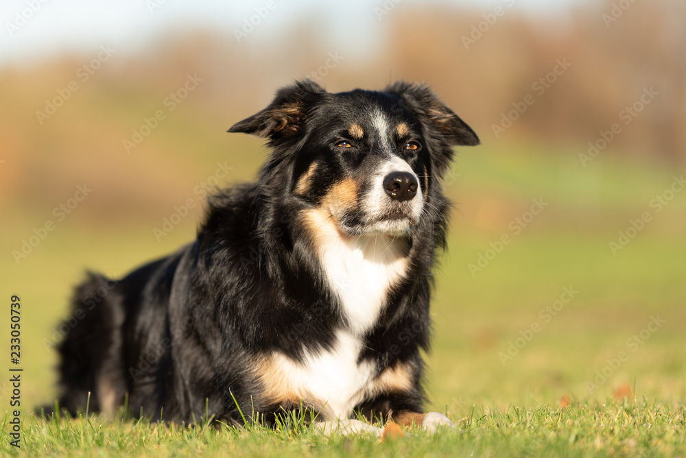 Border Collie Portrait. Dog is lying in a meadow in autumn