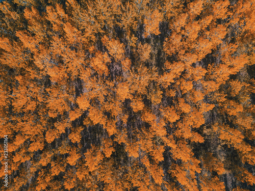 Autumn season forest scenery from drone point of view