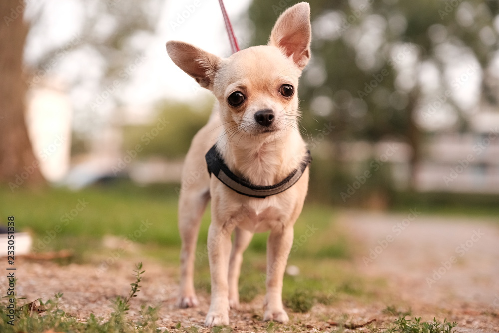 portrait of a mini chihuahua dog