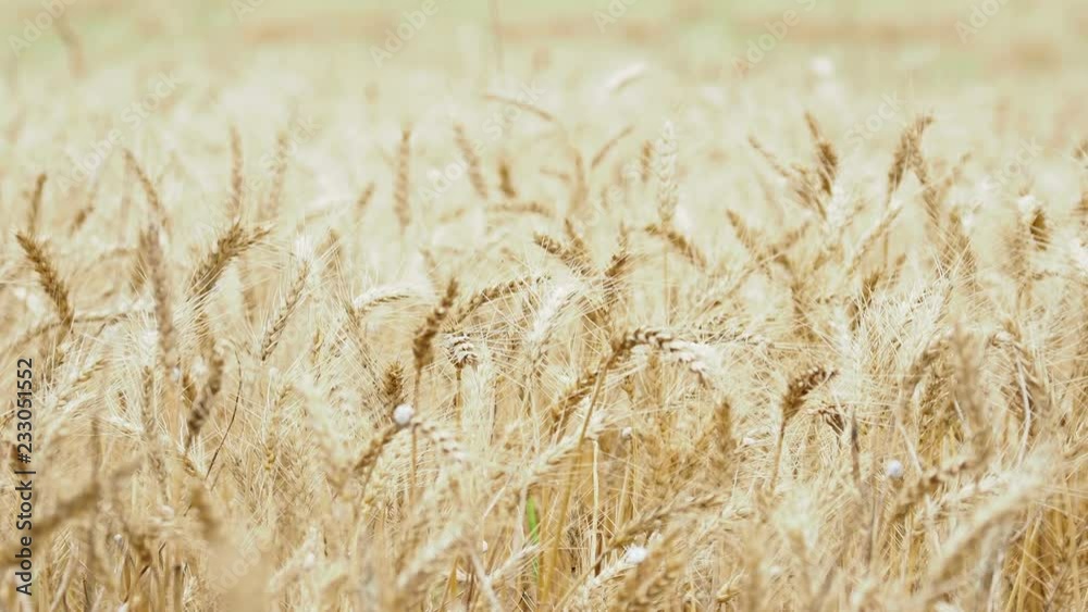 Wheat ears are densely occupied by snails. Wheat ears are densely occupied by snails.