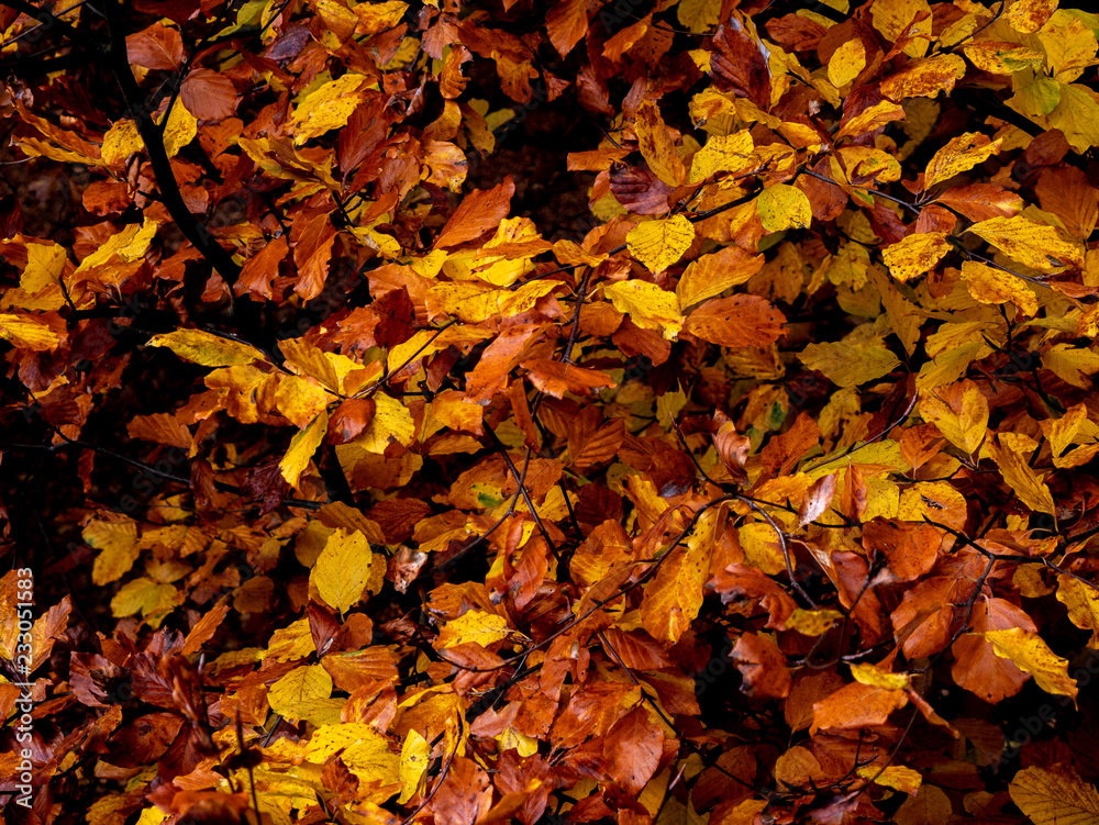 autumn colours beech leaves autumn colours beech leaves