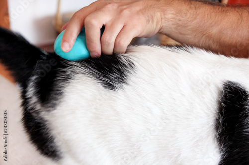 Man is brushing hair and brush cat fur comb of black white cat on table. Cute cat enjoy and happy with her owner. Male hands is petting, brushing, grooming and hygiene with brush removes excess fur.
