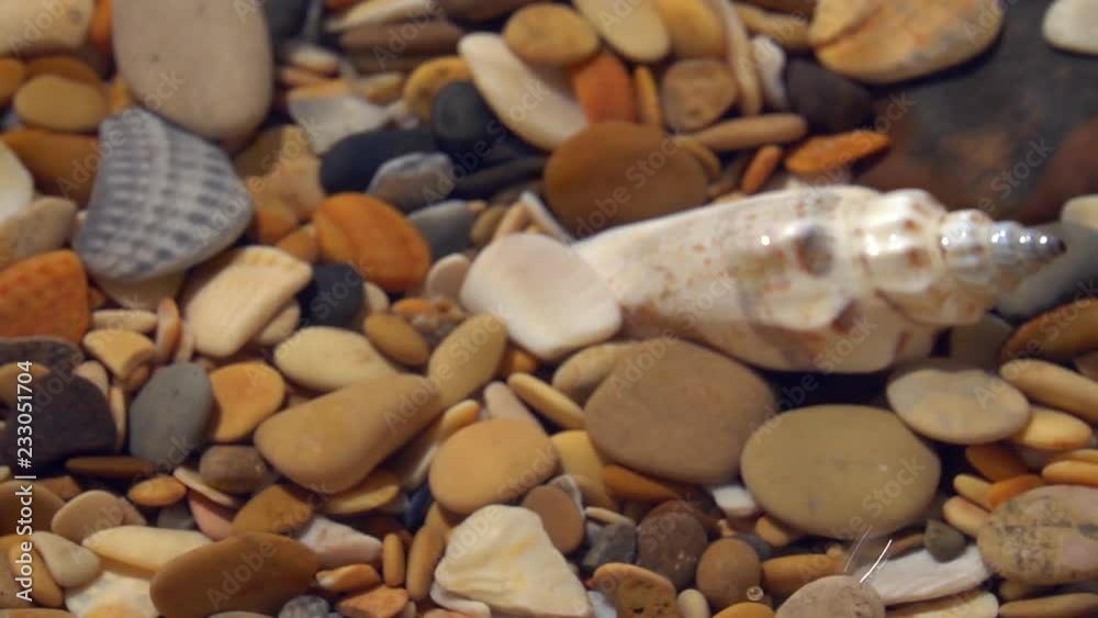 Slow motion of sprinkles on shallow pure water with round pebbles bottom and large sea shells close up. Vertical panning of amazing natural background with vibrant texture in sun shine.
Slow motion of sprinkles on shallow pure water with round pebbles bottom and large sea shells close up. Vertical panning of amazing natural background with vibrant texture in sun shine.