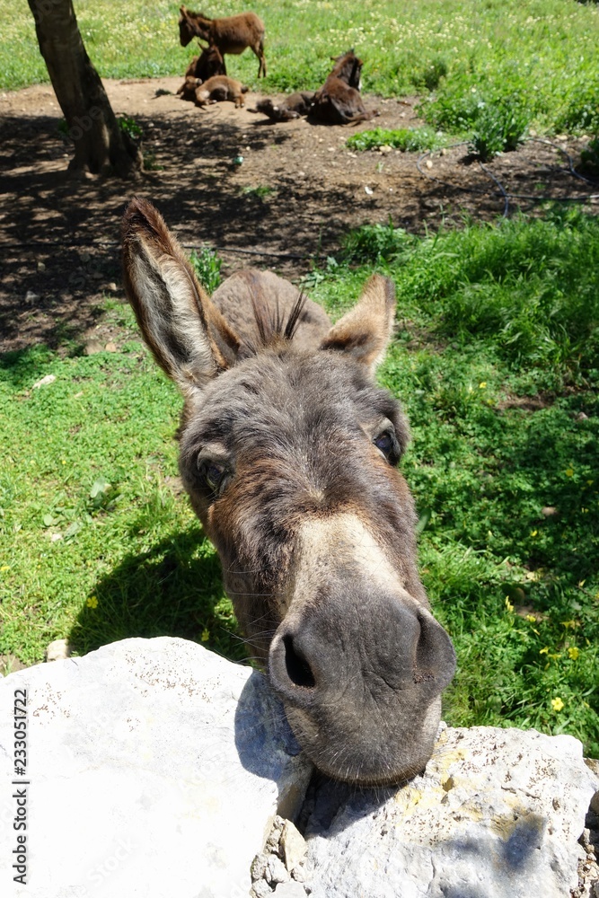 Fototapeta premium Neugieriger Esel auf Mallorca