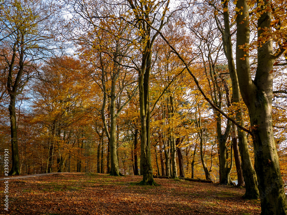 autumn trees in wood with leaves on ground