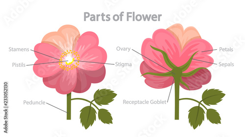 Flower part infographics. Biology and education concept