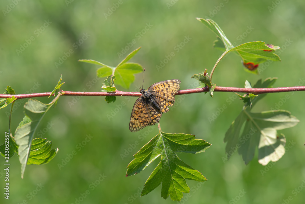 Nymphalidae / Benekli İparhan / / Melitaea didyma Nymphalidae / Benekli İparhan / / Melitaea didyma