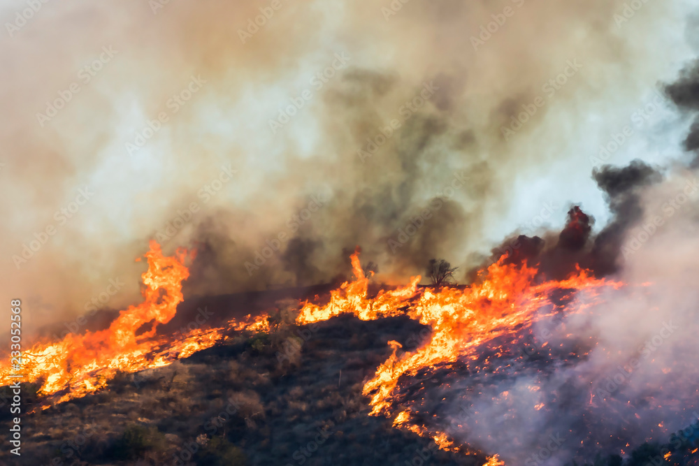 Dramatic Detail Fire Burning Hill Brush and Tree in California Woolsey Fire