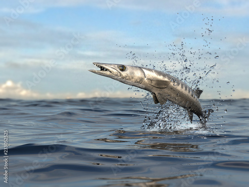 Carnivorous predator fish barracuda in ocean out of water