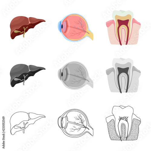 Vector illustration of body and human logo. Collection of body and medical vector icon for stock.