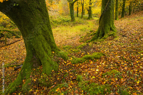 Moss covered tree trunks and a carpet of autumn leaves deep in the Dartmoor forest of Devon