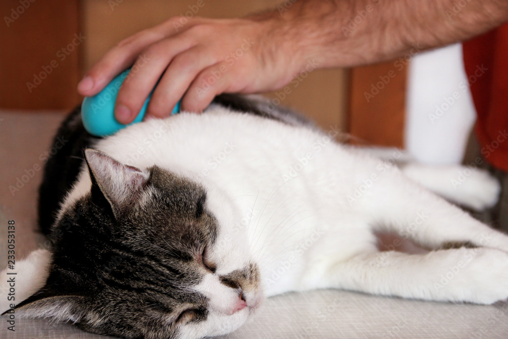 Caring for cat fur. Hand combing by comb cat. Man brushing hair and