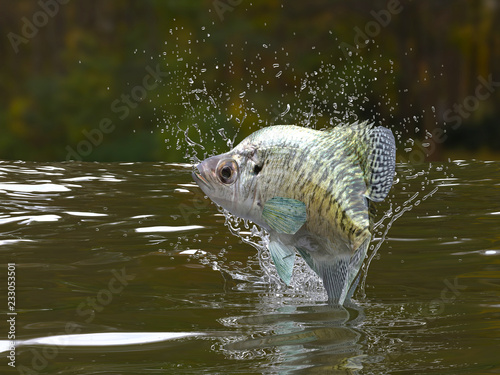 Great pattern of crappie fish in river jumping out 3d render photo