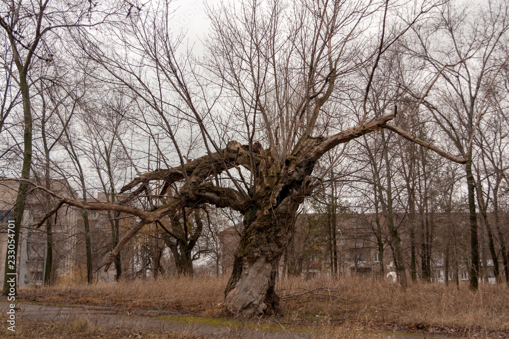 Obraz premium Old tree