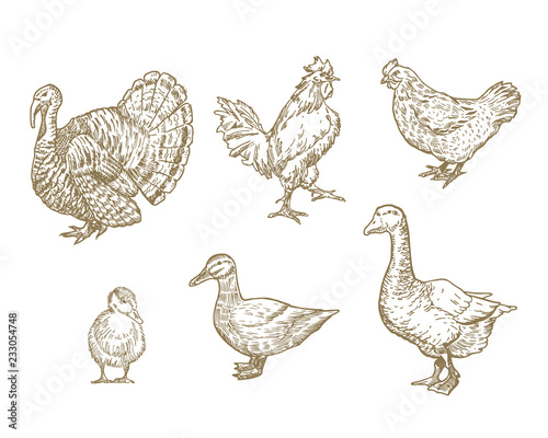 Hand Drawn Domestic Birds Set. A Collection of Poultry Farm Sketches. Engraving Style Turkey, Chicken and Ducks Drawings.