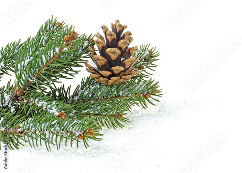 Christmas decorations on white background - Fir tree branch with cone in snow.