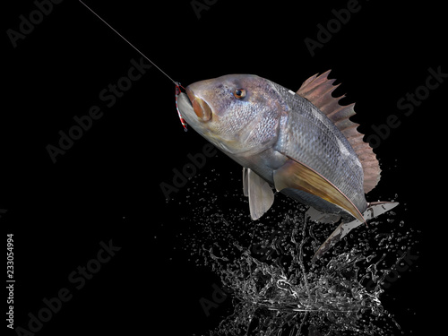 Dentex snapper fish in black background with splashes hooked by slow jigging inchiku 3d render