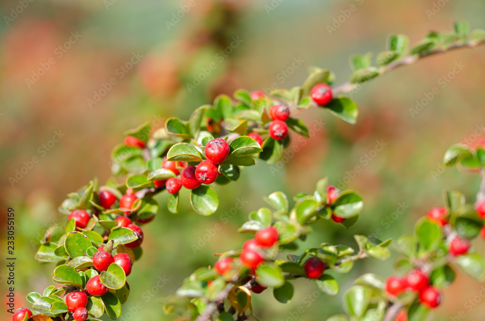Firethorn plant (Pyracantha) with bright red berries or pomes in autumn Firethorn plant (Pyracantha) with bright red berries or pomes in autumn