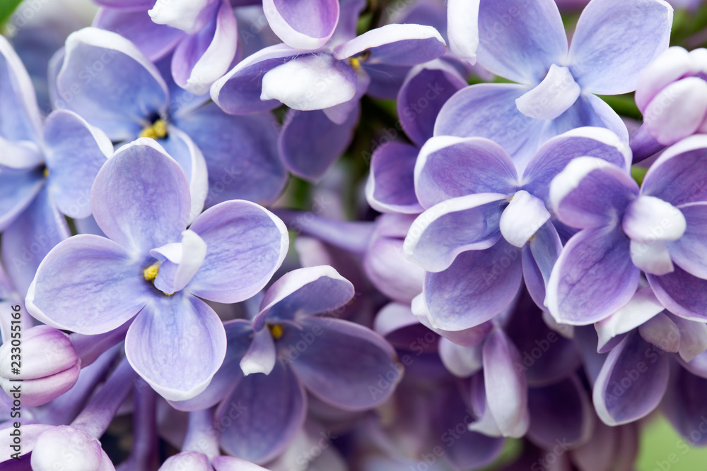 The lilac flowers. The lilac flowers.