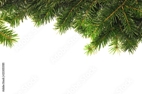 Christmas tree branch on white background. Christmas background