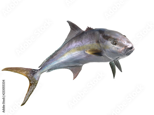 Cutout transparent image of greater amberjack fish 3d Render in great pose isolated photo