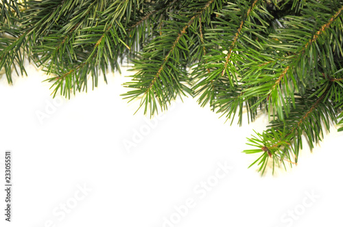 Christmas tree branch on white background. Christmas background © Dan74