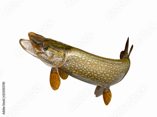 Northern pike fish with curved tail 3d render photo