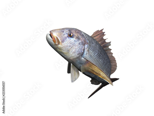 Common dentex fish with good view sport fishing 3d render
