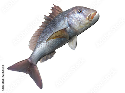 Dentex fish jumping high 3d render isolated