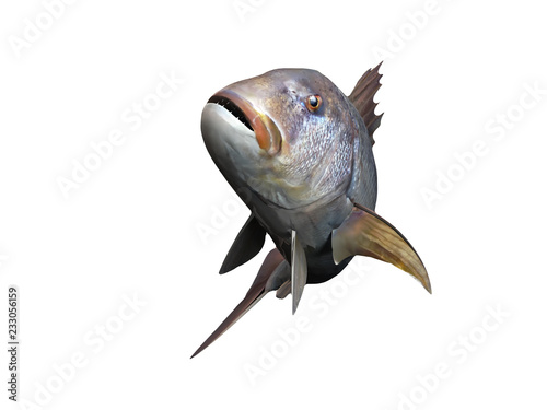 Pink dentex pandora fish sport fishing 3d render looking at camera