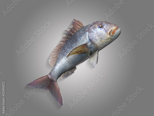 Dentex fish jumping high 3d render in matching background