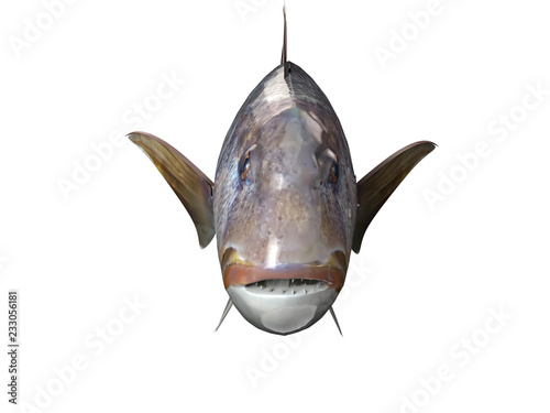 Frontal viev of common dentex snapper fish 3d render