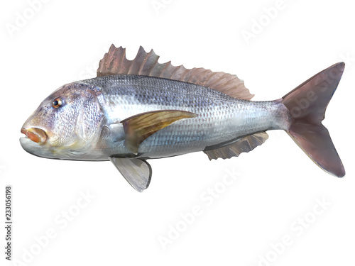 Side view of dentex Sparidae fish 3d render isolated