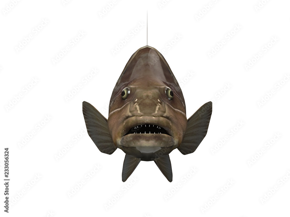 Head frontal view of grouper fish 3d render Stock Illustration