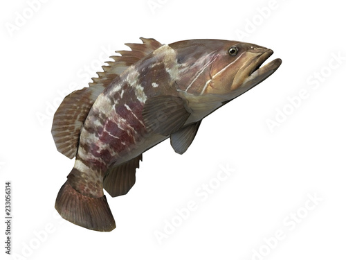 Side view of jumped grouper  epinephelus fish 3d render