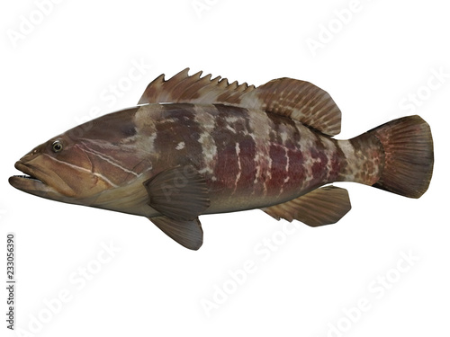 Side view of white great grouper fish with great coloring 3d render photo