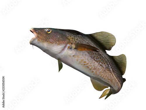 Side view of codling fish isolated background 3d render photo