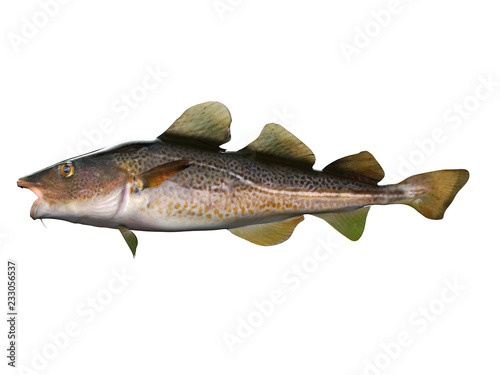 Side view of cod fish 3d render