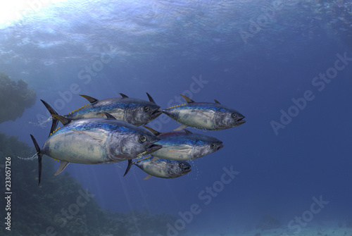 School of tuna fishes swimmin together undersea view 3d render photo