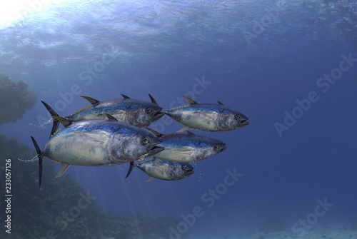 Foto School of tuna fishes swimmin together undersea view 3d render