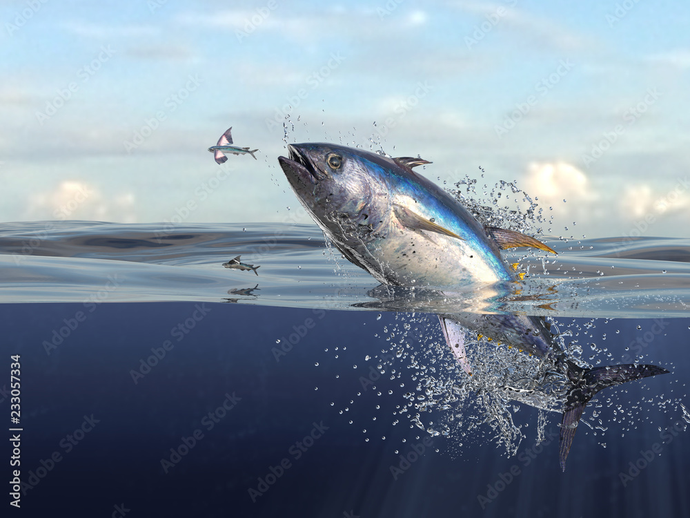 Naklejka Tuna fish jumping out of water half of it in water, so many