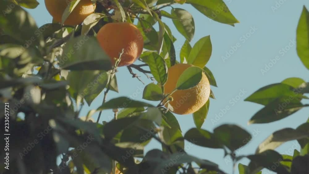 Oranges on the tree in mediterranean sunny country. / 4K Video Footage
