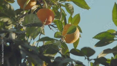 Wallpaper Mural Oranges on the tree in mediterranean sunny country. / 4K Video Footage Torontodigital.ca